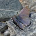 Zizina labradus (Common Grass Blue).JPG